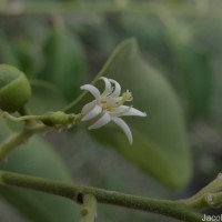 Olax scandens Roxb.